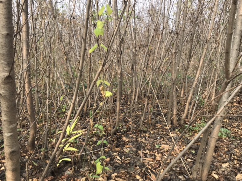 占地桃苗20万株