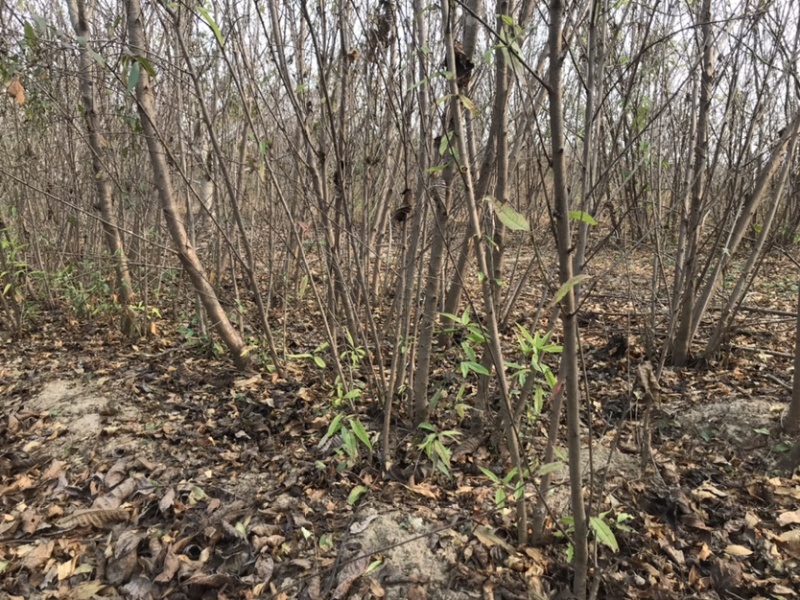 占地桃苗20万株