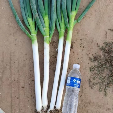 精品铁杆大葱产地长期供应保证质量全国可发货