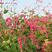 红蓼种子水红花种子狗尾巴花种子耐湿水生景观园林绿化花卉