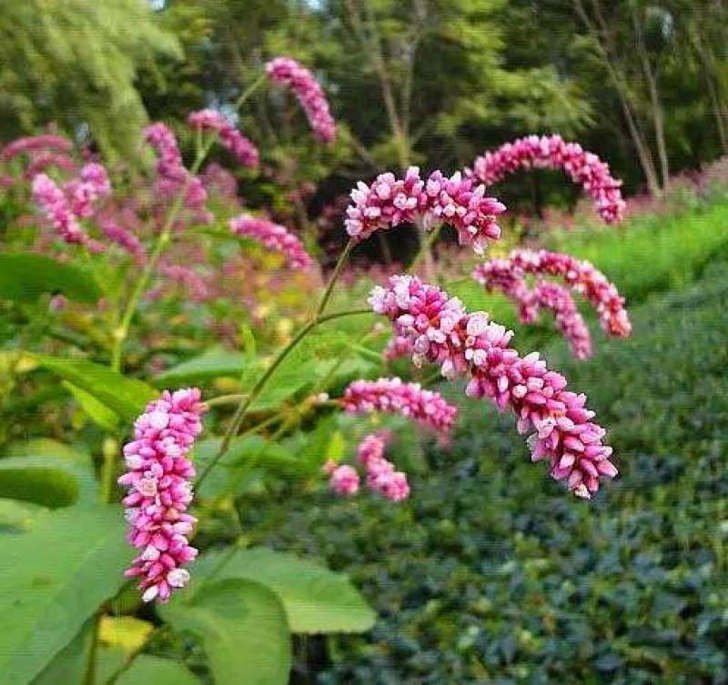 红蓼种子水红花种子狗尾巴花种子耐湿水生景观园林绿化花卉