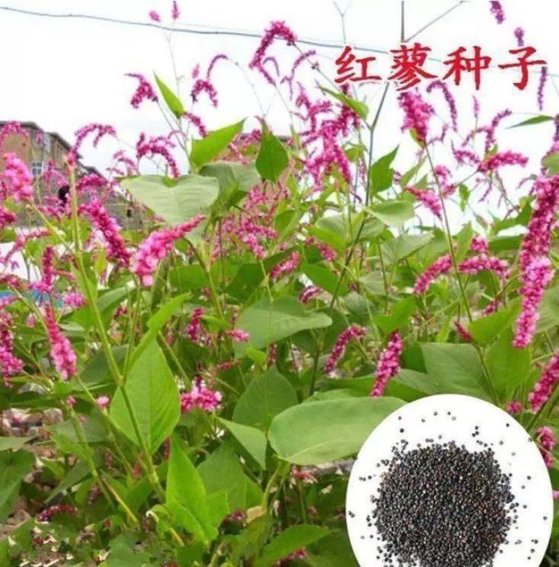 红蓼种子水红花种子狗尾巴花种子耐湿水生景观园林绿化花卉
