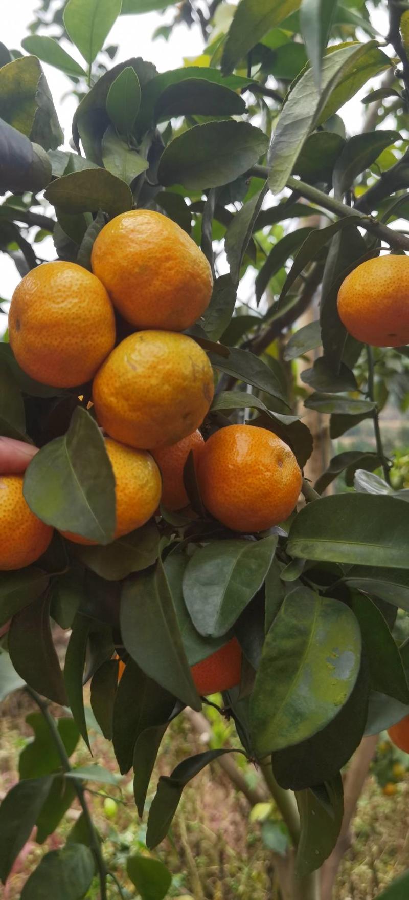 广西纯甜化渣的砂糖橘大量上市产地直发对接全国欢迎来电