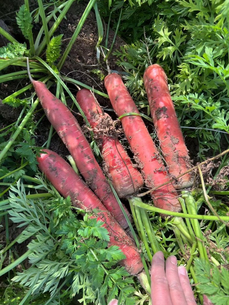 秤杆红萝卜大量上市一手货源视频看货价格可商量