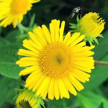 旋覆花种子草籽别名金佛花种子四季开花金佛草籽六月菊旋复花