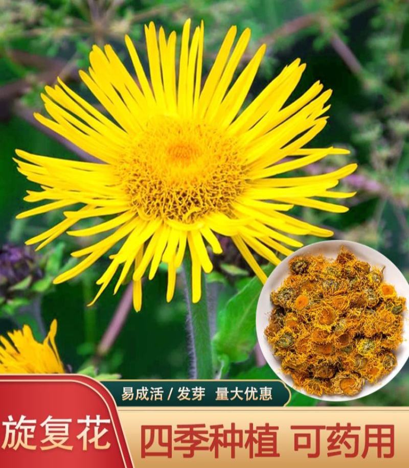 旋覆花种子草籽别名金佛花种子四季开花金佛草籽六月菊旋复花