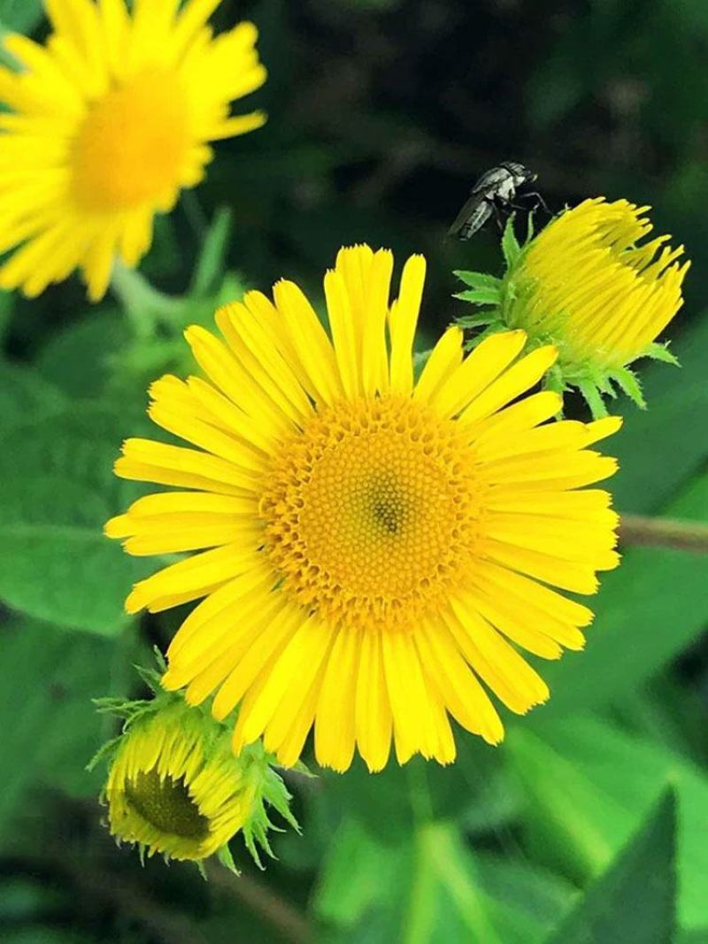 旋覆花种子草籽别名金佛花种子四季开花金佛草籽六月菊旋复花