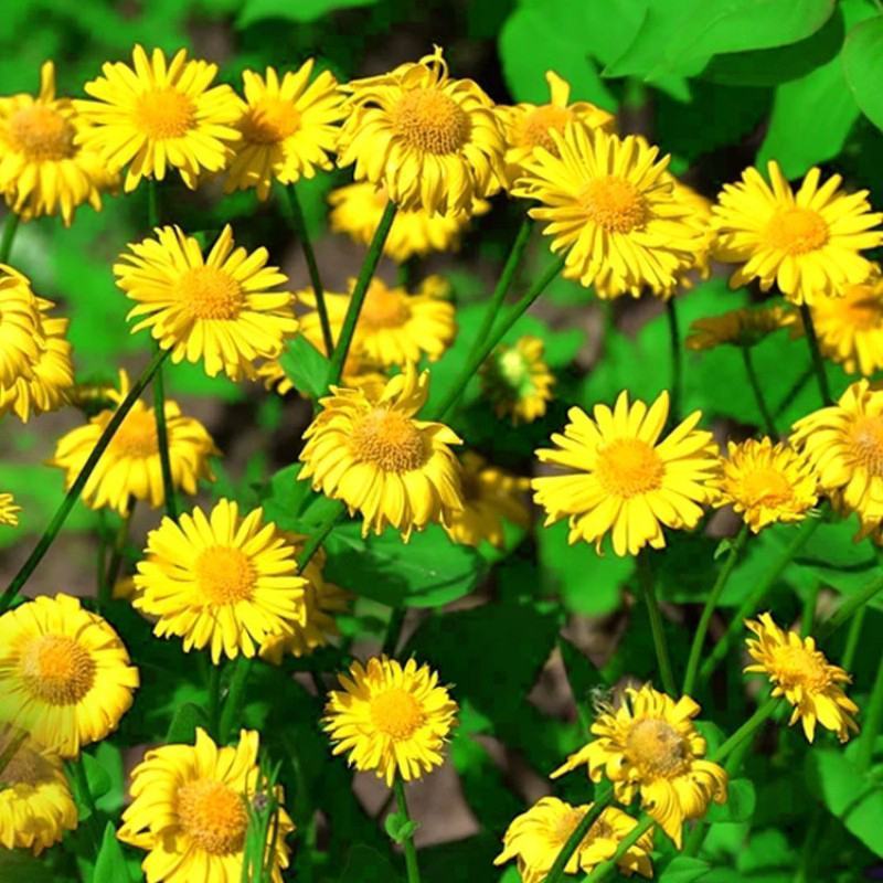 旋覆花种子草籽别名金佛花种子四季开花金佛草籽六月菊旋复花