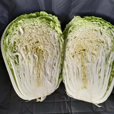 精品黄心白菜大量上市，产地直发，诚信为主，欢迎合作。