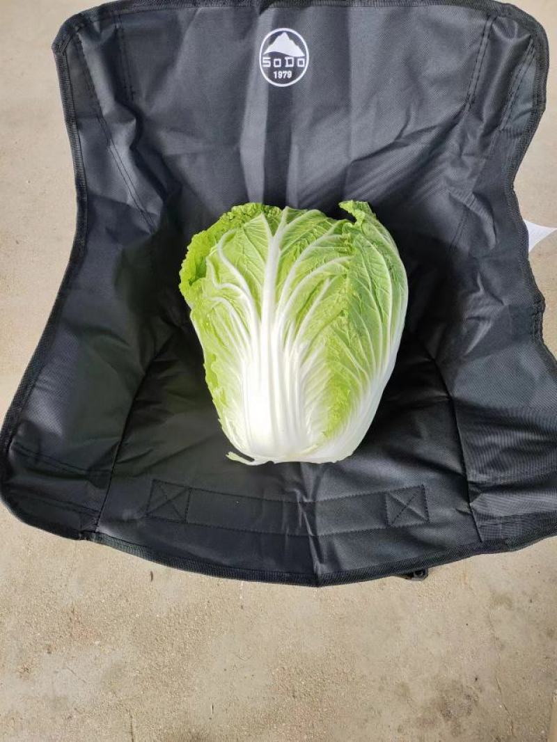 精品黄心白菜大量上市，产地直发，诚信为主，欢迎合作。