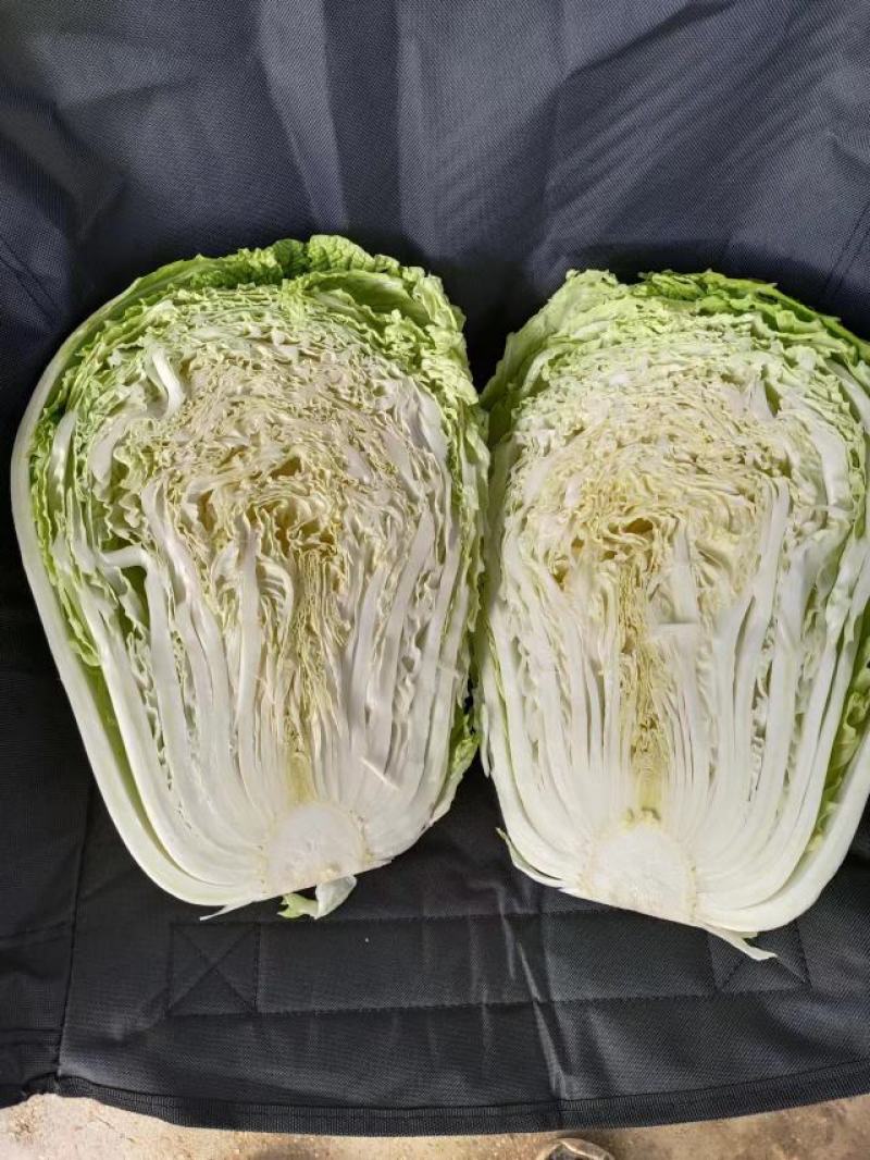精品黄心白菜大量上市，产地直发，诚信为主，欢迎合作。