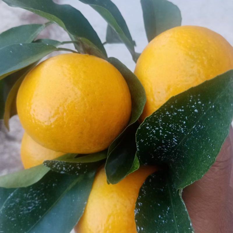 沃柑