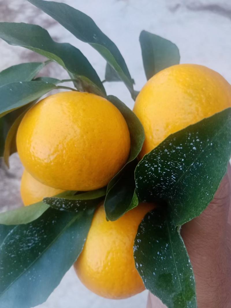 沃柑