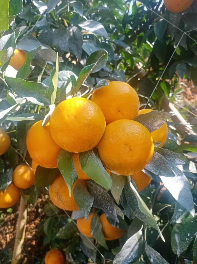 沃柑