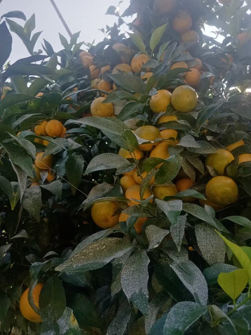 沃柑