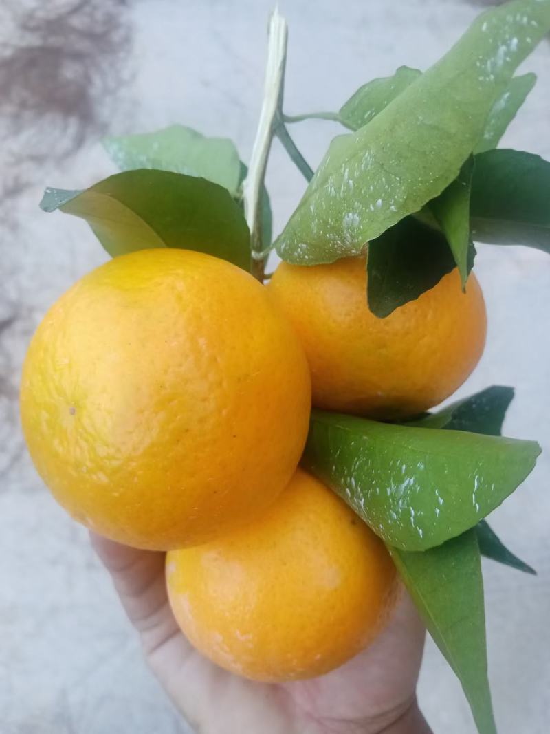 沃柑