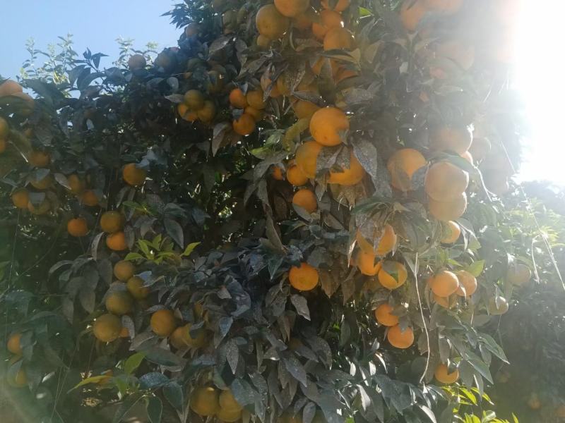 沃柑