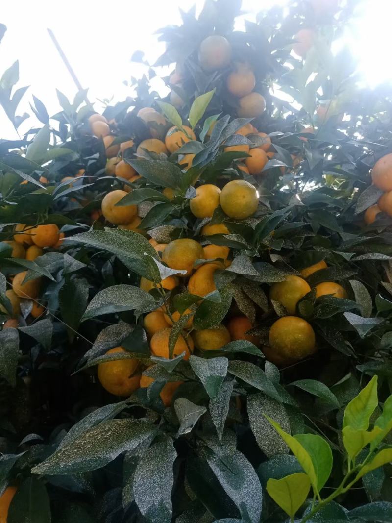 沃柑