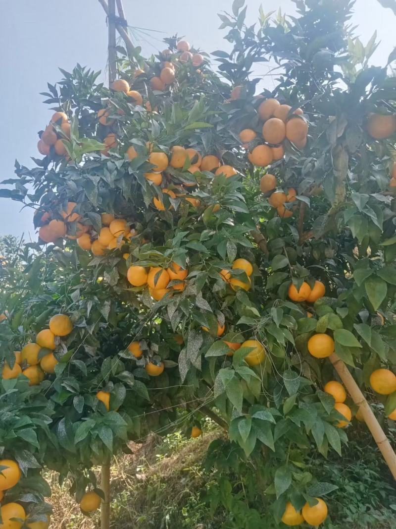 沃柑