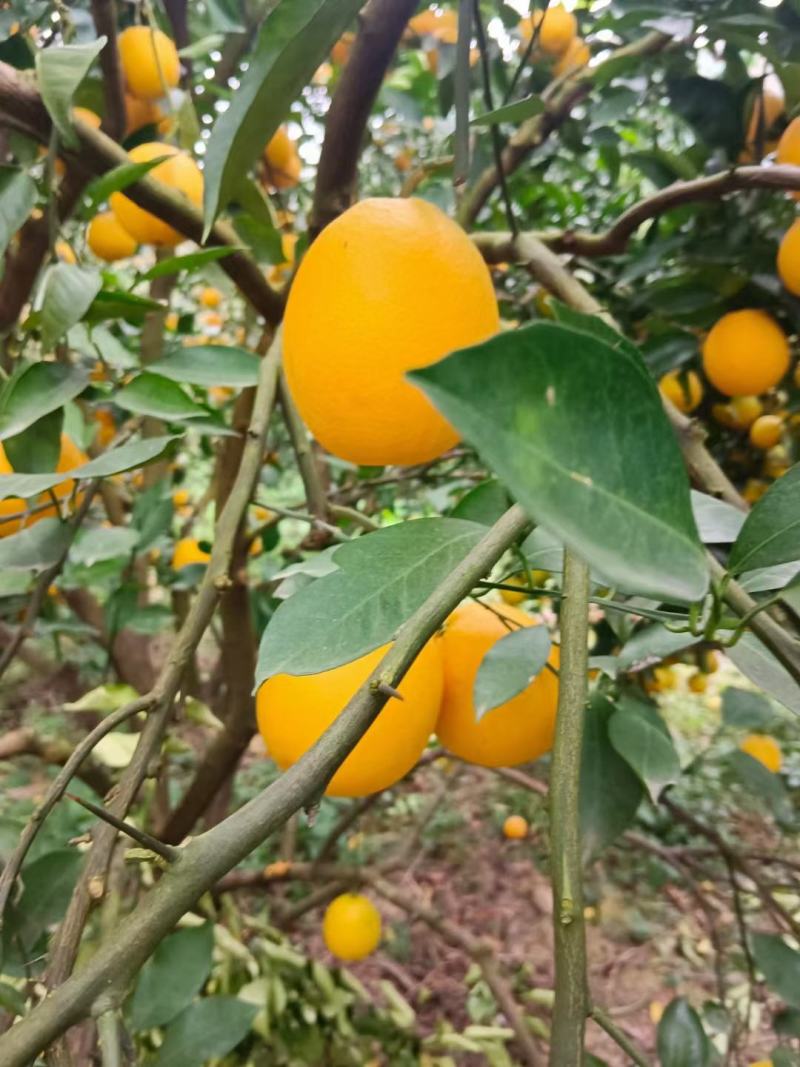 塔罗科血橙
