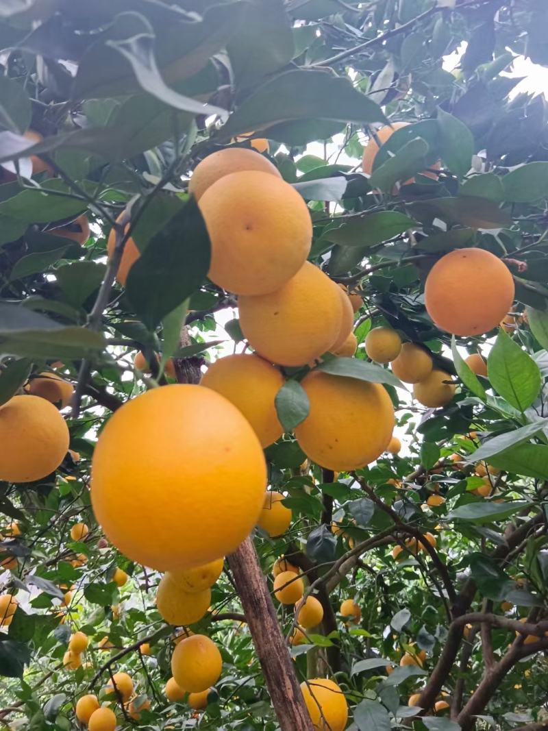 塔罗科血橙