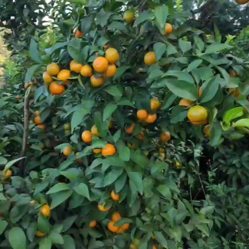 砂糖橘