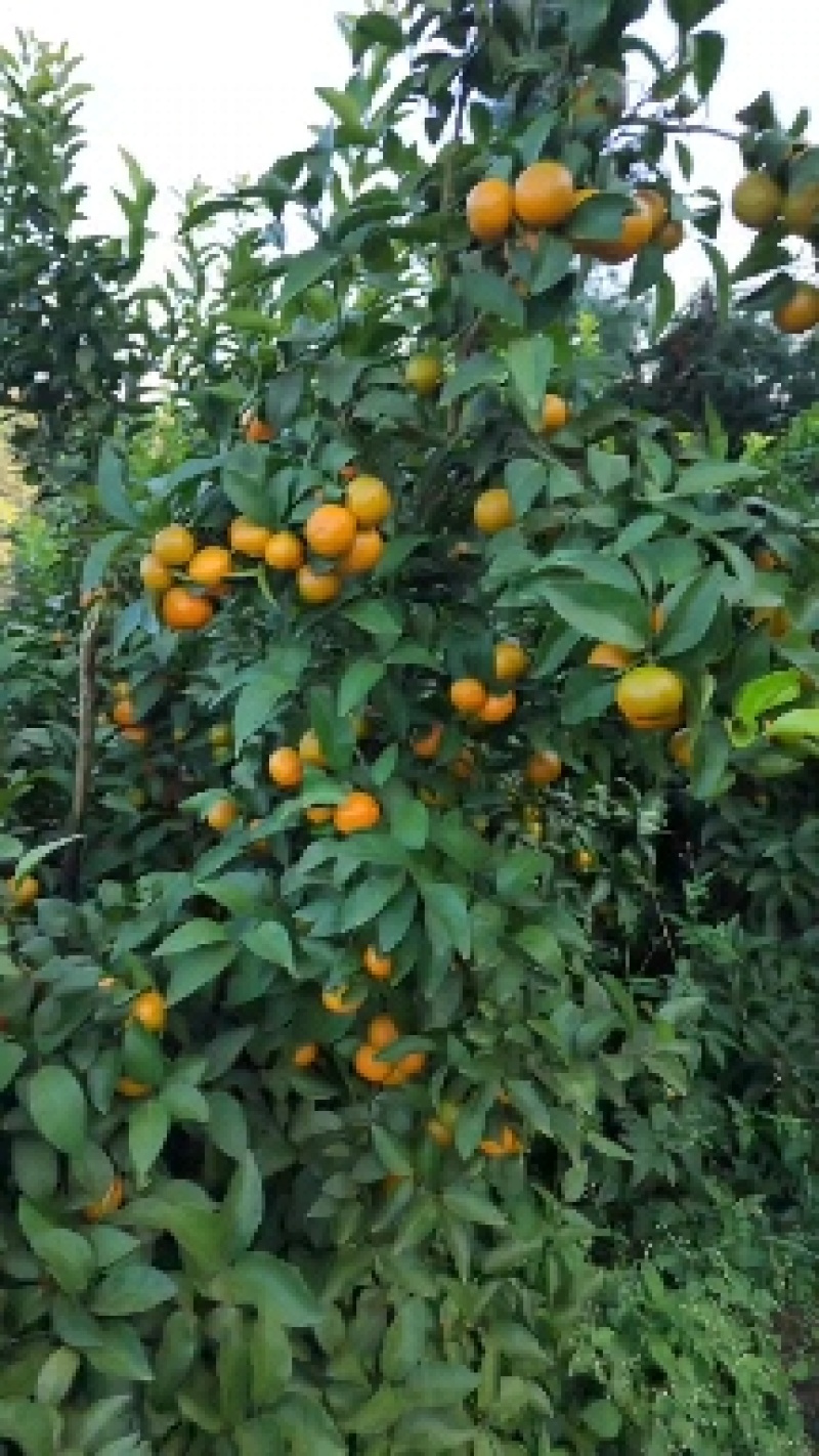 砂糖橘