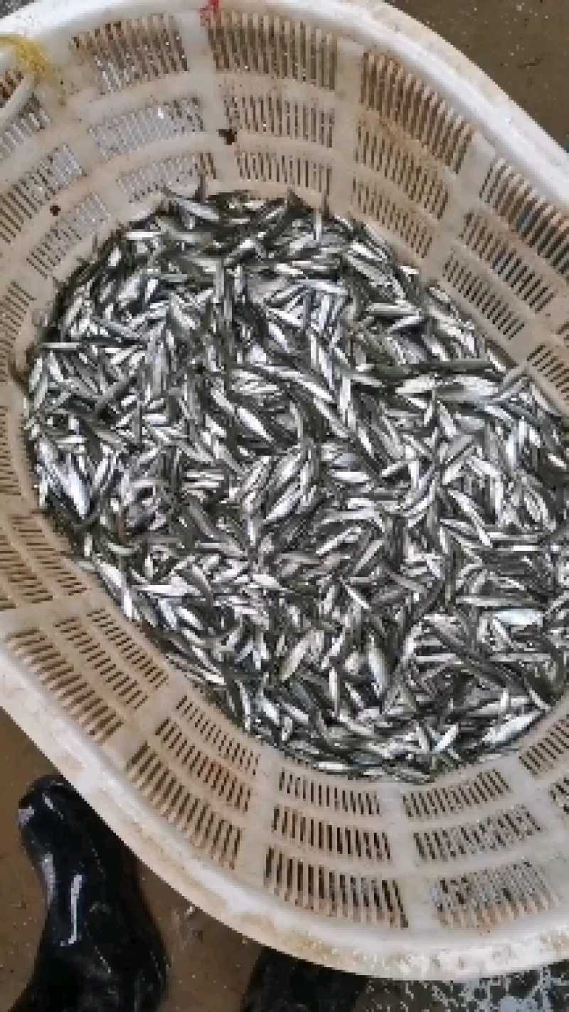 麦穗鱼，活体麦穗鱼，冰鲜发货，注意冻板，出货中