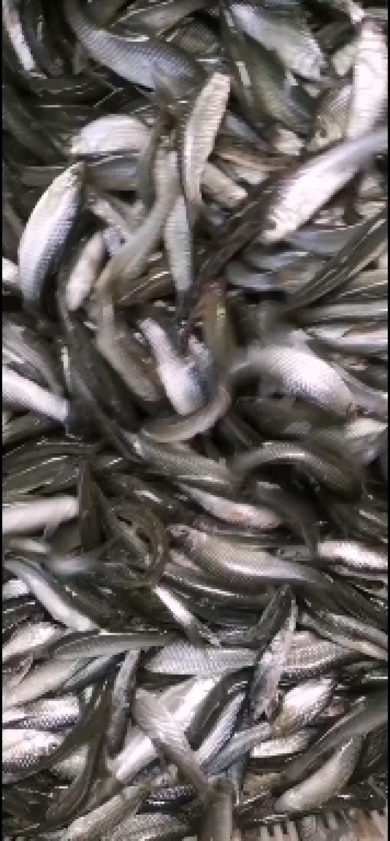 麦穗鱼，活体麦穗鱼，冰鲜发货，注意冻板，出货中