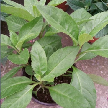 明月草紫茎盆栽金鸡毛草降糖阳台绿植好养耐寒热