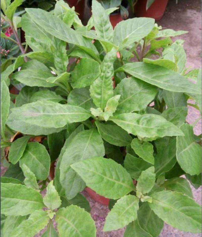 明月草紫茎盆栽金鸡毛草降糖阳台绿植好养耐寒热