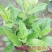明月草紫茎盆栽金鸡毛草降糖阳台绿植好养耐寒热