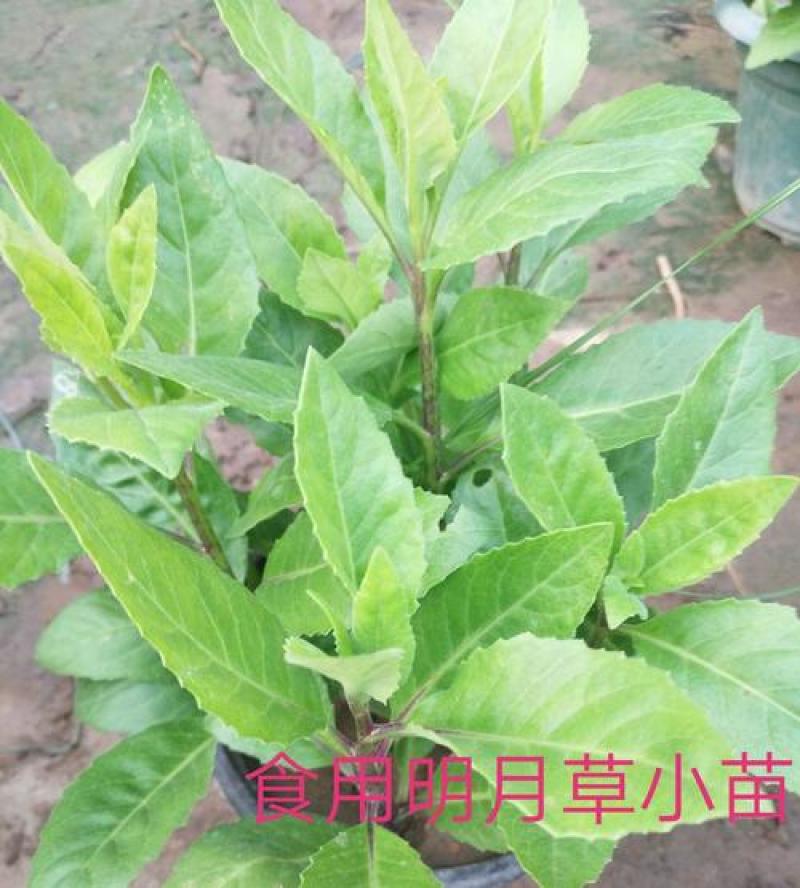 明月草紫茎盆栽金鸡毛草降糖阳台绿植好养耐寒热