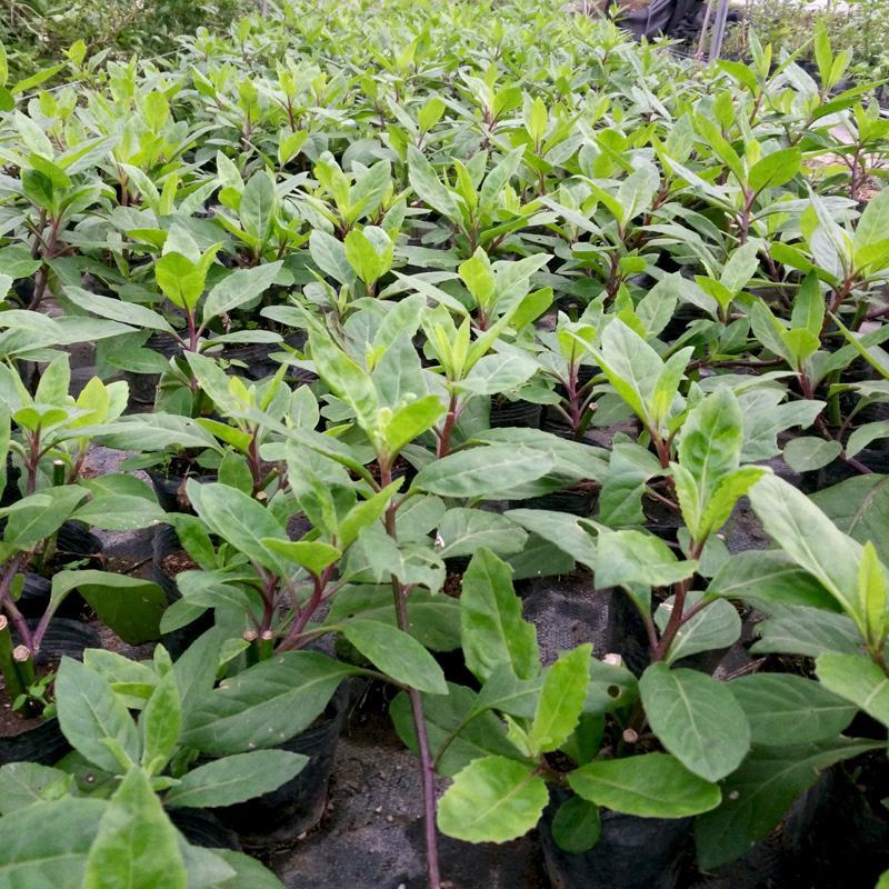 明月草紫茎盆栽金鸡毛草降糖阳台绿植好养耐寒热