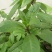 明月草紫茎盆栽金鸡毛草降糖阳台绿植好养耐寒热