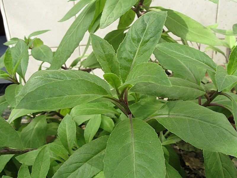 明月草紫茎盆栽金鸡毛草降糖阳台绿植好养耐寒热