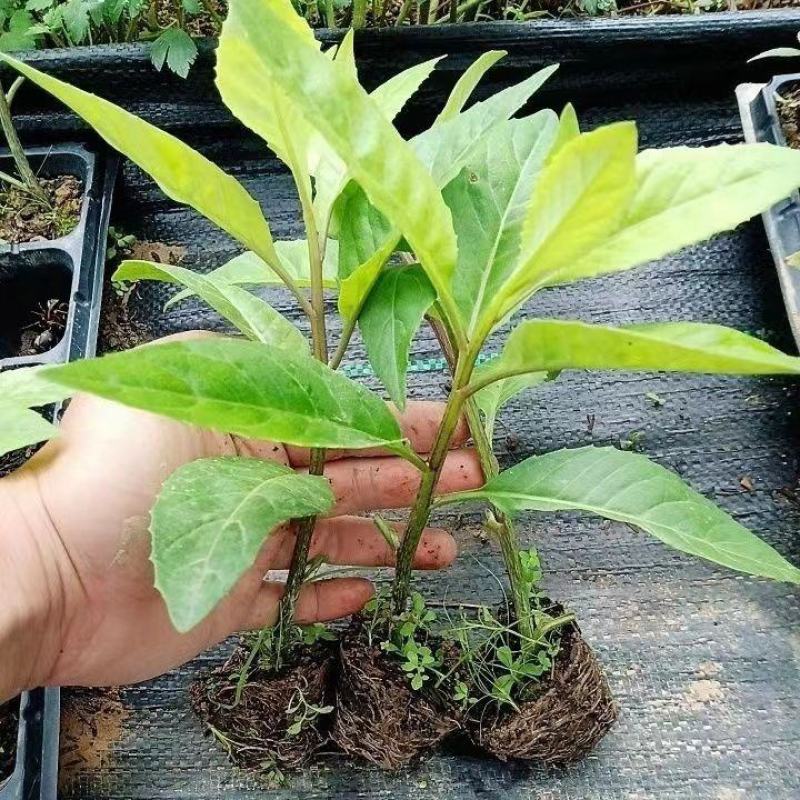明月草紫茎盆栽金鸡毛草降糖阳台绿植好养耐寒热