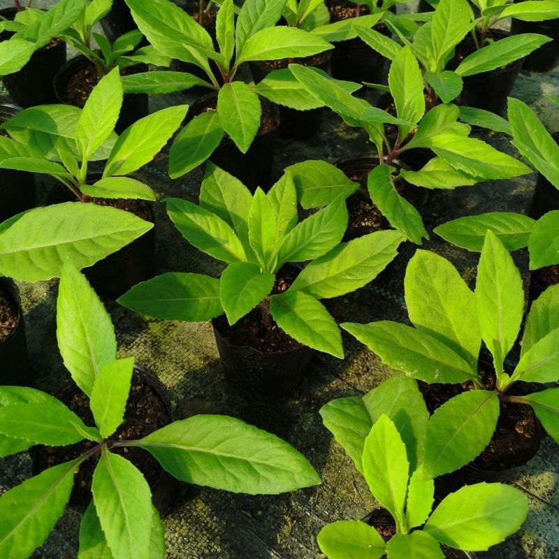 明月草紫茎盆栽金鸡毛草降糖阳台绿植好养耐寒热
