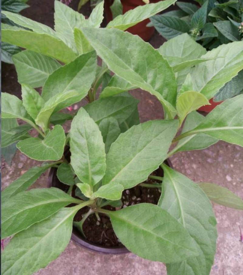 明月草紫茎盆栽金鸡毛草降糖阳台绿植好养耐寒热