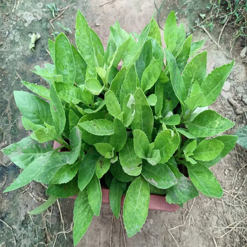 明月草紫茎盆栽金鸡毛草降糖阳台绿植好养耐寒热