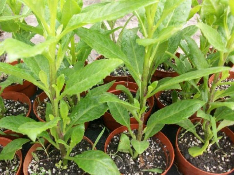 明月草紫茎盆栽金鸡毛草降糖阳台绿植好养耐寒热