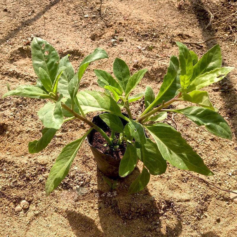 明月草紫茎盆栽金鸡毛草降糖阳台绿植好养耐寒热
