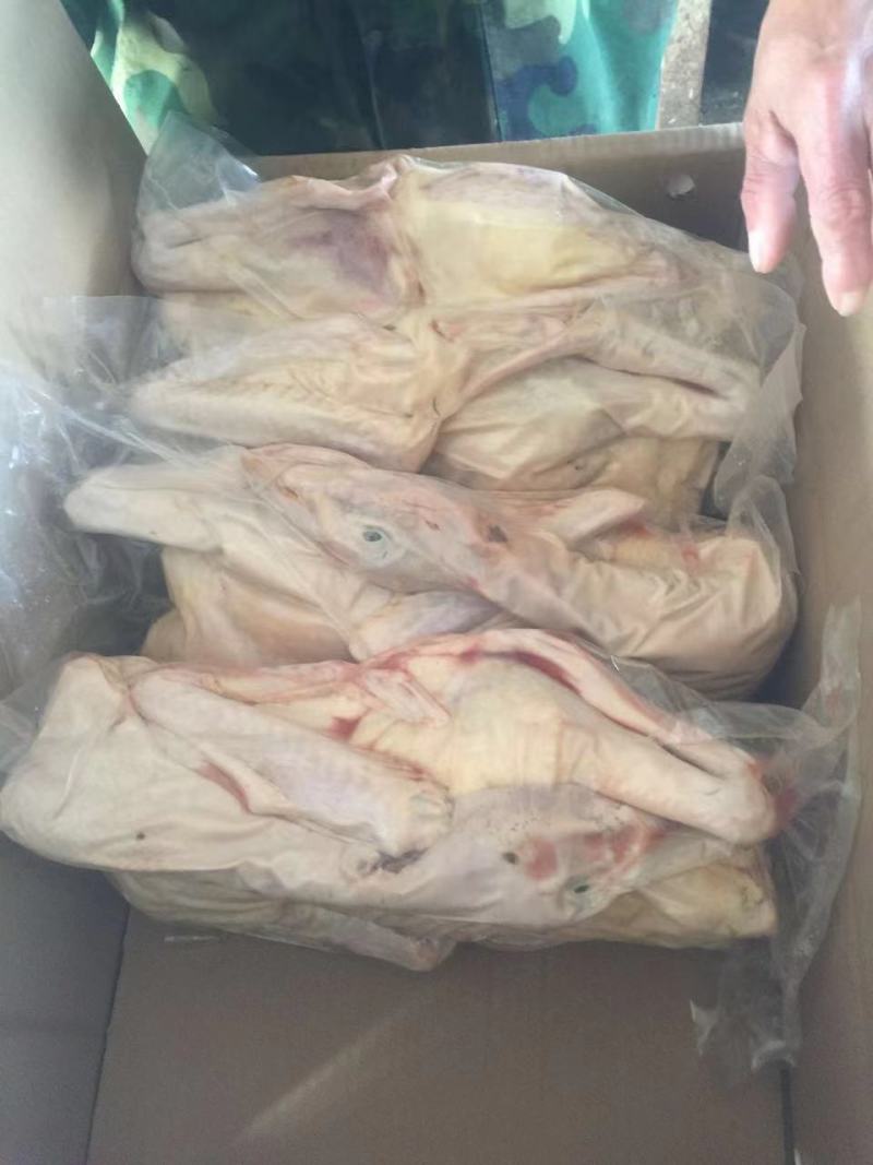 厂家供应各种白条鹅去皮鹅二光鹅三光鹅