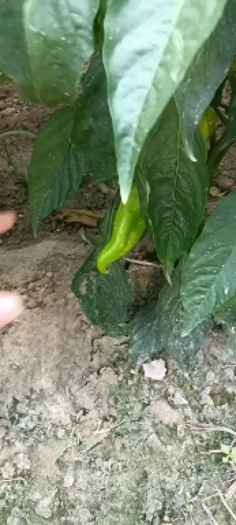 精品大棚青椒产地直发量大从优资源充足可视频看货