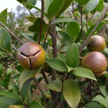 油茶种子山茶籽新种子新果实油茶籽自榨茶树籽油茶子