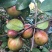 油茶种子山茶籽新种子新果实油茶籽自榨茶树籽油茶子