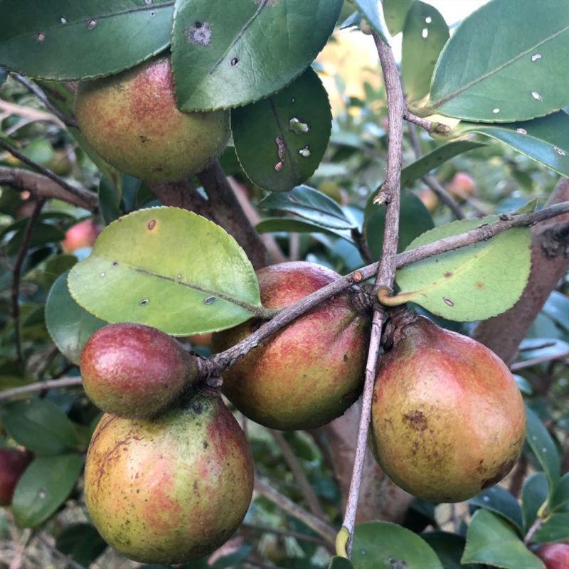 油茶种子山茶籽新种子新果实油茶籽自榨茶树籽油茶子