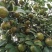 油茶种子山茶籽新种子新果实油茶籽自榨茶树籽油茶子