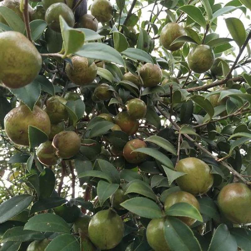 油茶种子山茶籽新种子新果实油茶籽自榨茶树籽油茶子