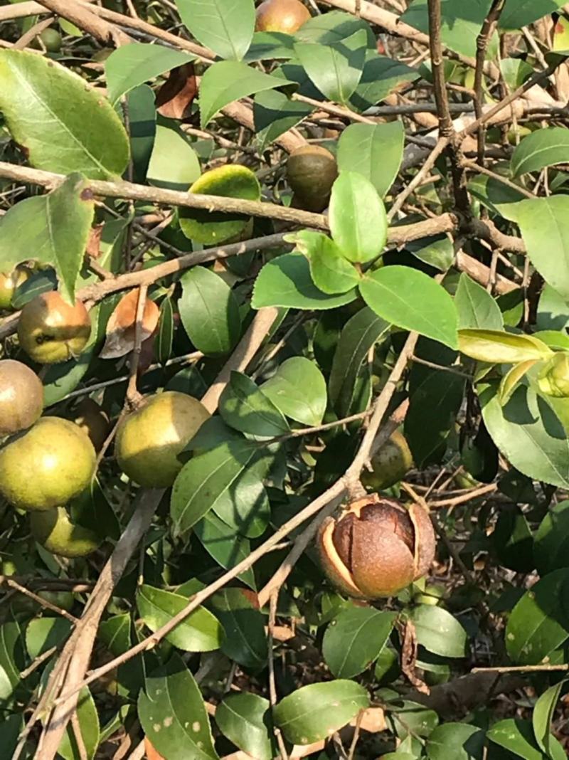 油茶种子山茶籽新种子新果实油茶籽自榨茶树籽油茶子